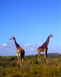 Morning safari and my first giraffes!