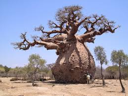 Search for baobabs
