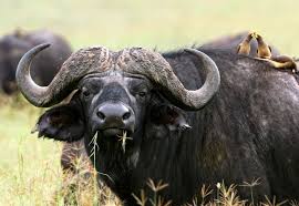 African Nature. Big Five. Buffalo.