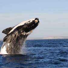 African Nature. Southand Right Whale.