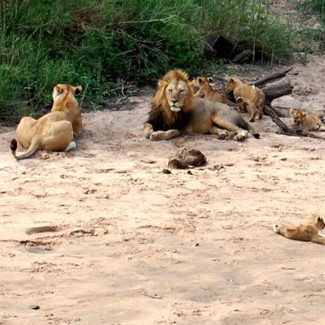 Tanzania. One Day of lions Life.