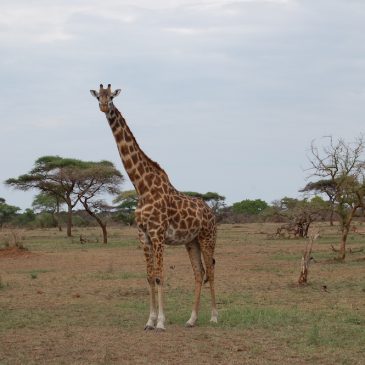 Tanzania. Serengeti Giraffes.