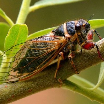 Life in Acrounta, Cyprus. Cicadas.