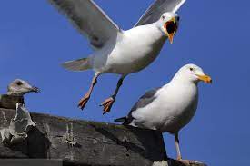 Capetown. Seagulls on Fresnaye.