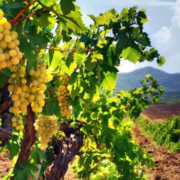 11 НОЯ 2023 Winemaking in Cyprus!